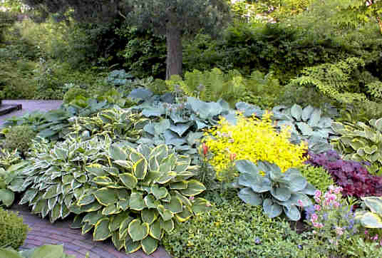 hosta garden design on Susan S Garden